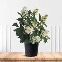 Snowflake Oakleaf Hydrangea in full bloom showing double white petals