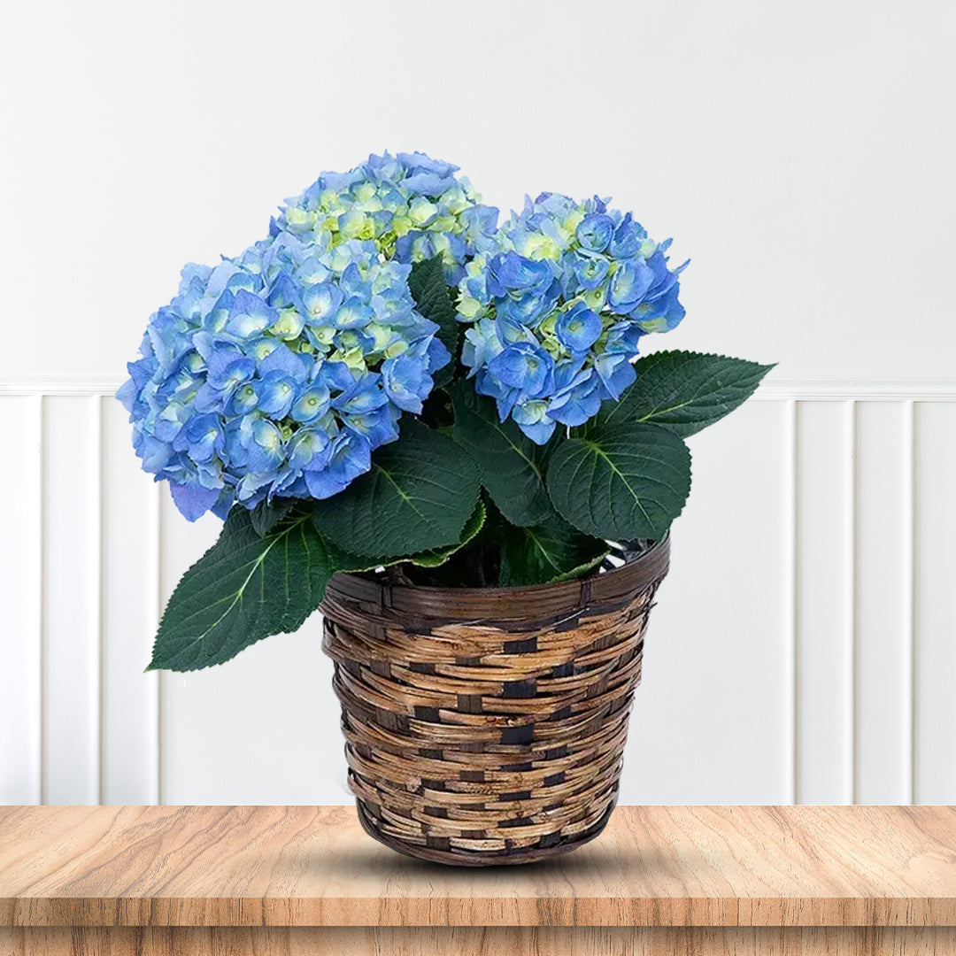 Summer Times Blue Hydrangea