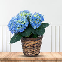 Summer Times Blue Hydrangea planted in a vibrant garden bed