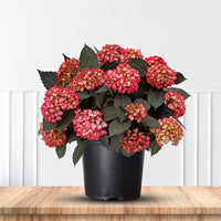 Potted Eclipse Bigleaf Hydrangea plant ready for sale at Pixies Gardens nursery