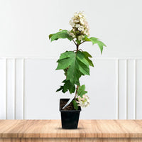 Munchkin Oakleaf Hydrangea in bloom showing dense white flower spikes