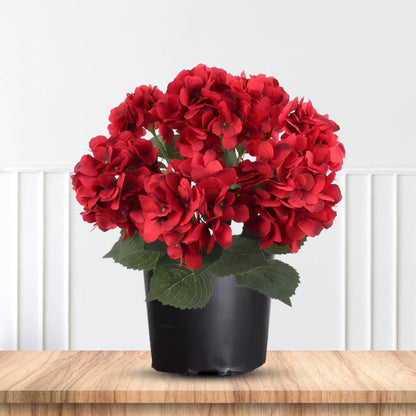 Garden border highlighted by Beautiful Red Hydrangea Shrub Plant
