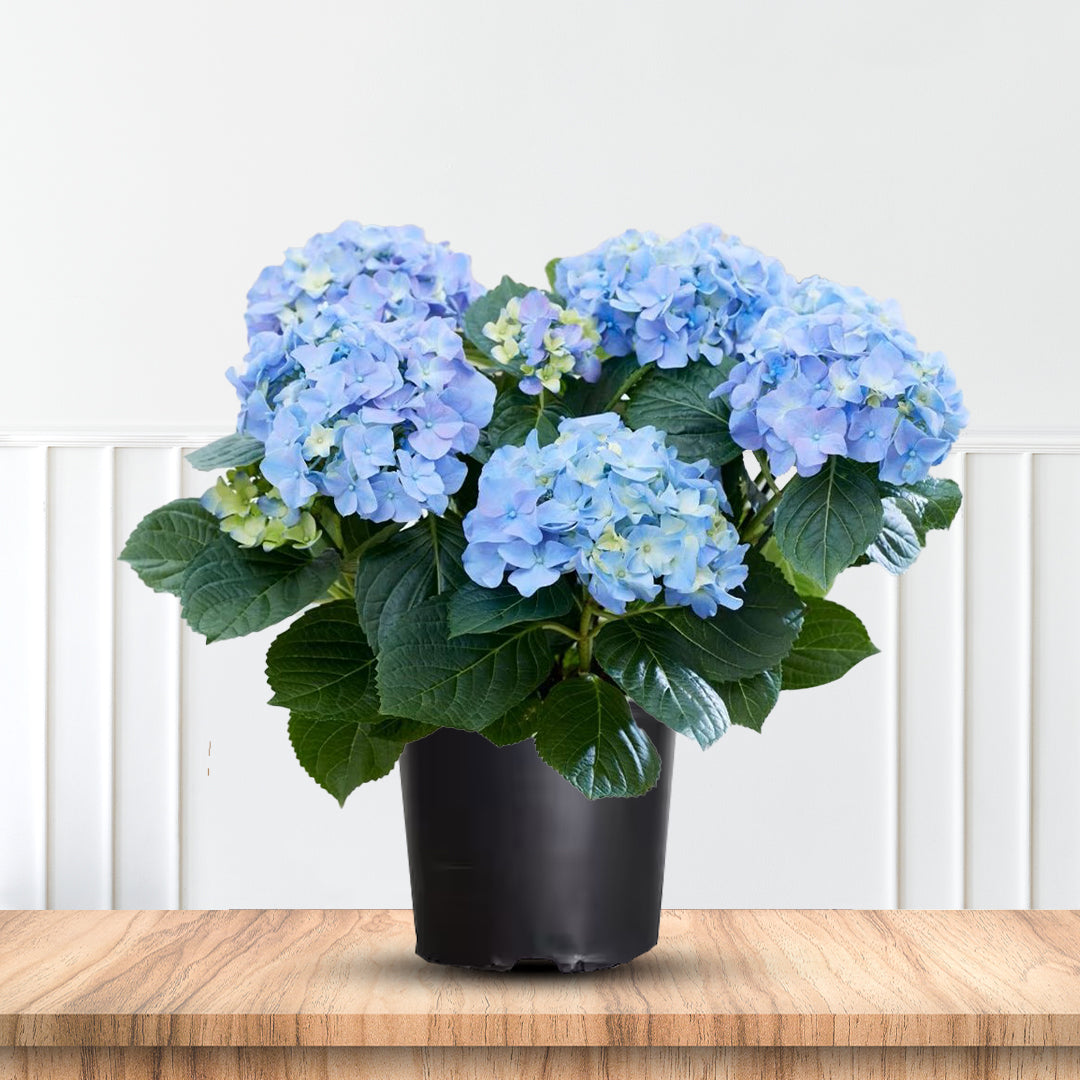 Dooley Hydrangea Macrophylla