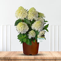 White Wedding Hydrangea shrub for outdoor decor