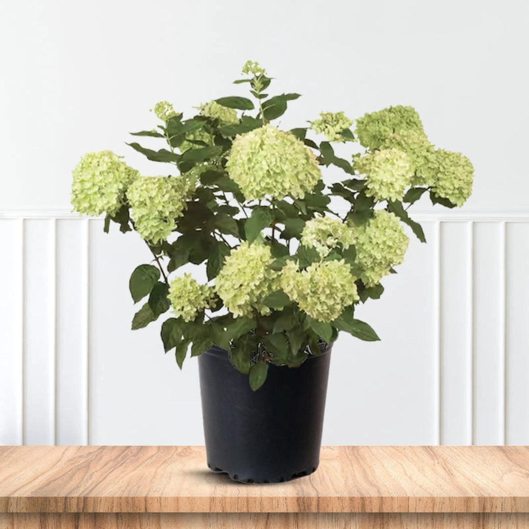 Limelight Hydrangea in Full Bloom Perfect for Garden Beds