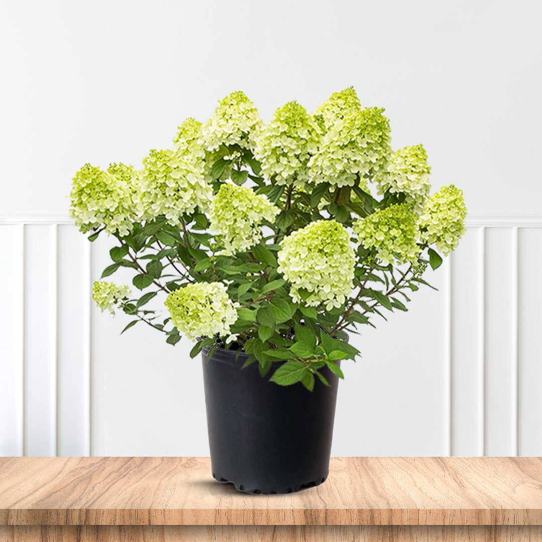 Dwarf Limelight Hydrangea Shrub Blooming in Summer Sun