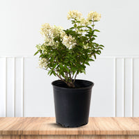 Phantom Hydrangea Shrub with Large White Panicle Blooms