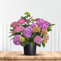 Let's Dance Arriba Hydrangea Shrub for Sale Bright Blooms