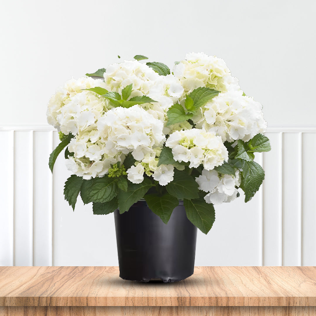 Madame Emile Mouillere&