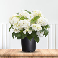 Hydrangea Macrophylla Madame Emile Mouillere bright garden shrub