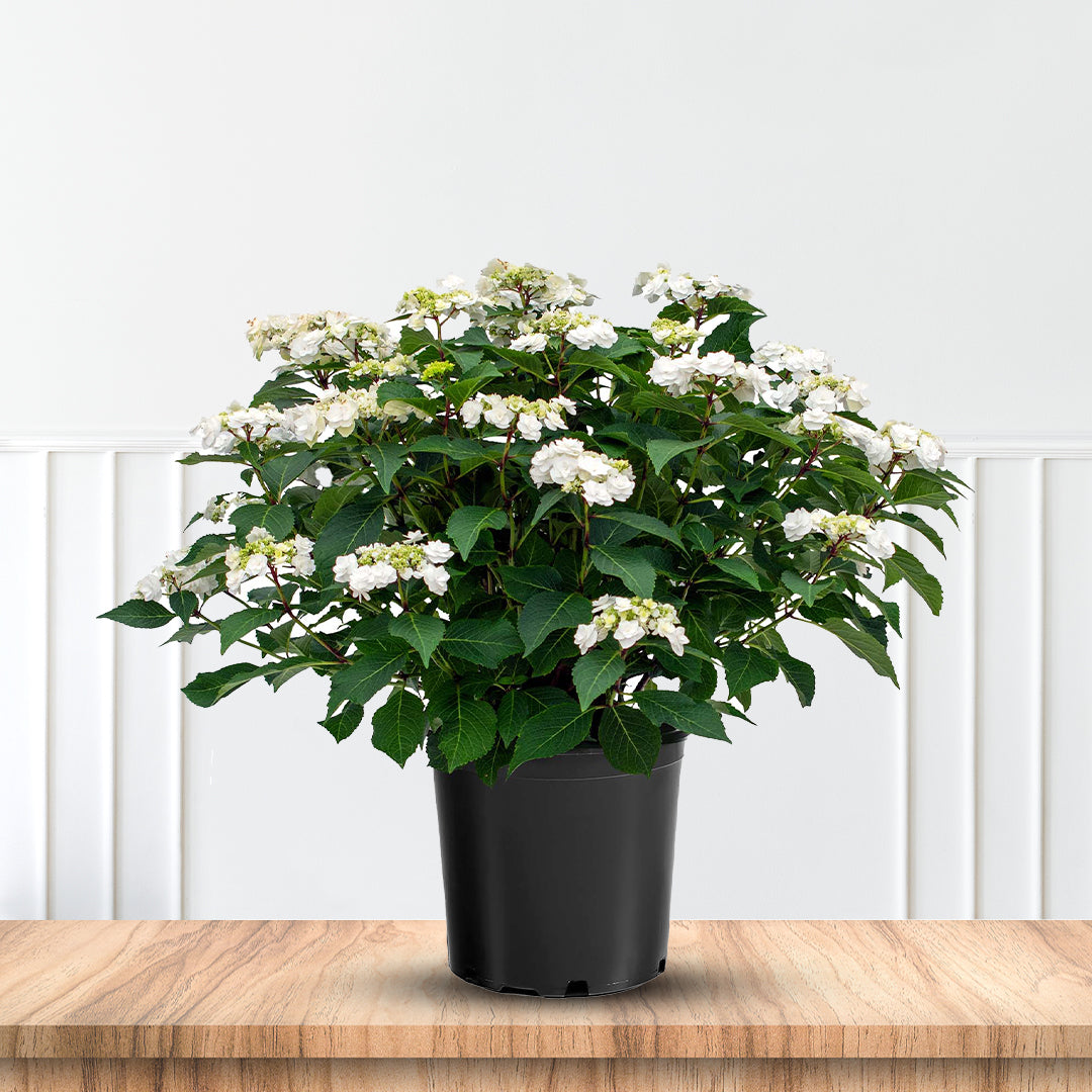 Wedding Gown Hydrangea