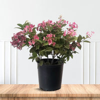 Hydrangea Lava Lamp Flare plant in pot ready for sale at Pixies Gardens online nursery
