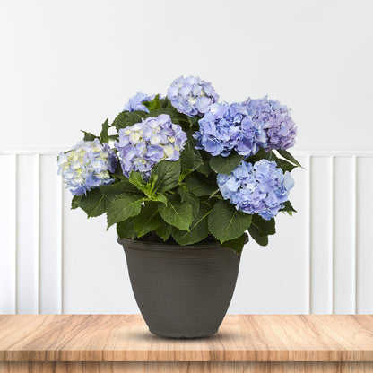 All Summer Beauty Hydrangea
