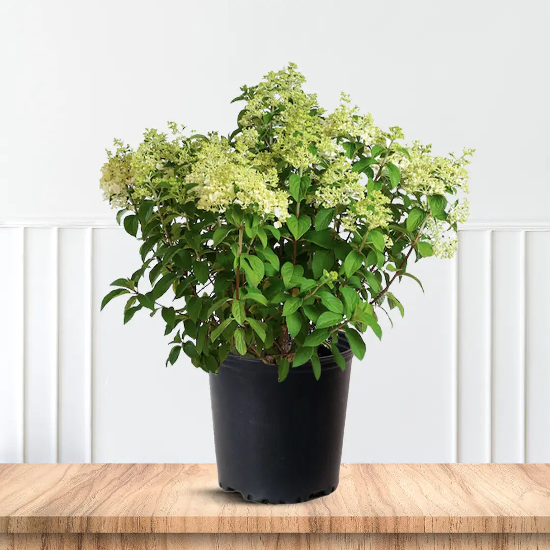 Hydrangea Bobo for Sale Dwarf Flowering Shrub