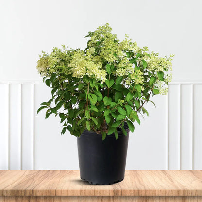 Hydrangea Bobo for Sale Dwarf Flowering Shrub