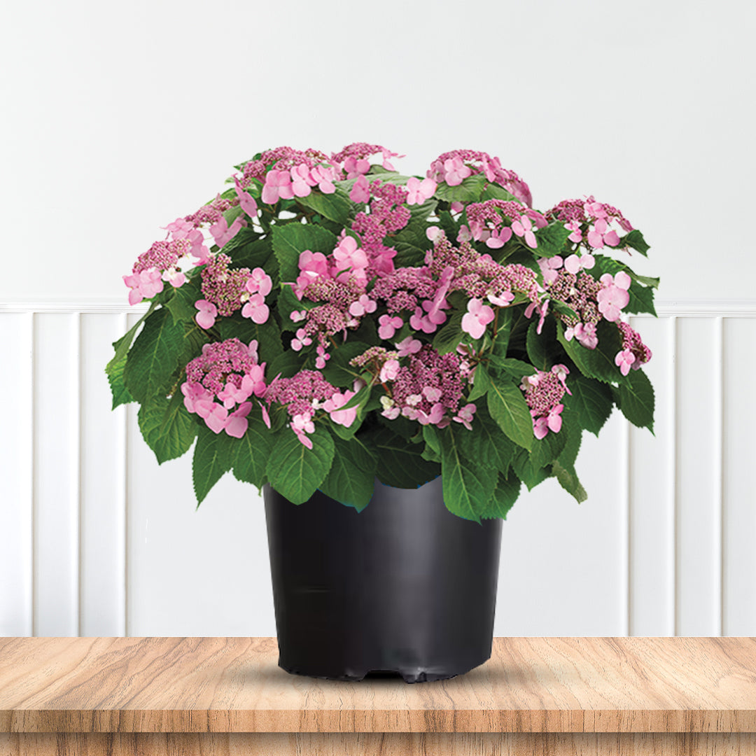 Twist-n-Shout Hydrangea