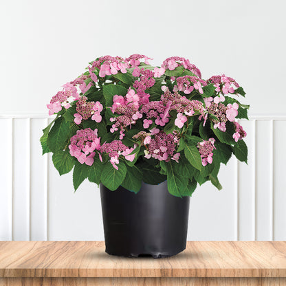 Twist-n-Shout Hydrangea