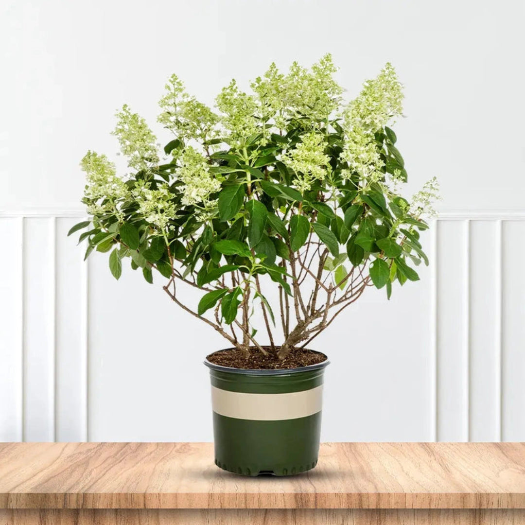 Blooming Tardiva Hydrangea with Tall Stems and Bright Green Leaves