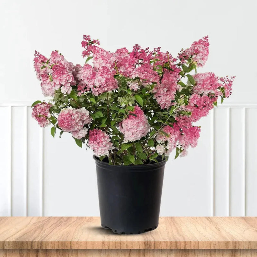 Vanilla Strawberry Hydrangea with Pink and White Panicle Blooms