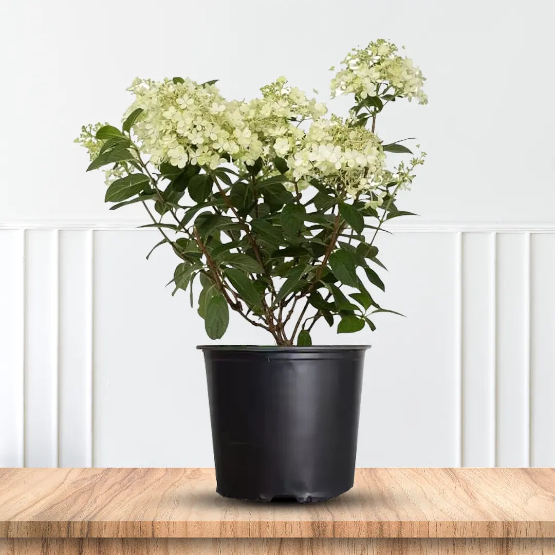 Pink Diamond Hydrangea, White Flowers