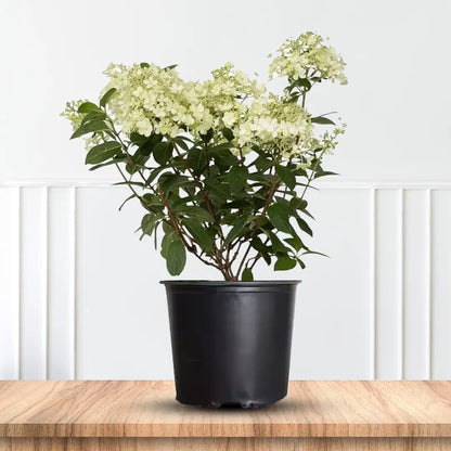 Pink Diamond Hydrangea, White Flowers