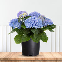 Bright blue flowers of Let’s Dance Blue Jangles Hydrangea