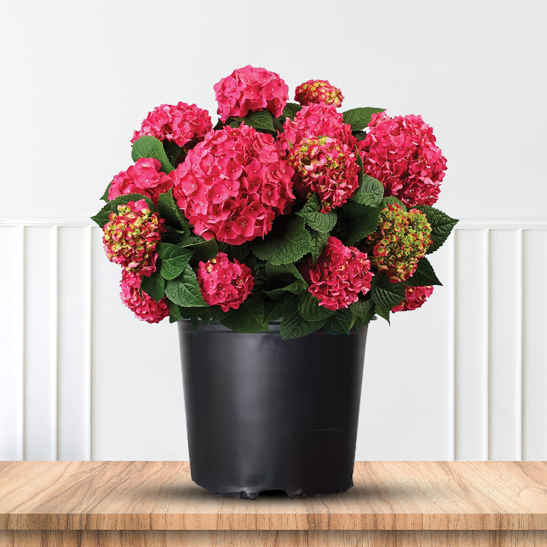 Summer Crush Reblooming Hydrangea (Endless Summer Hydrangeas)