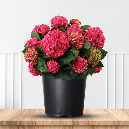 Summer Crush Reblooming Hydrangea (Endless Summer Hydrangeas)