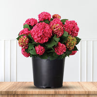 Flowering summer gardens Endless Summer Crush Hydrangea
