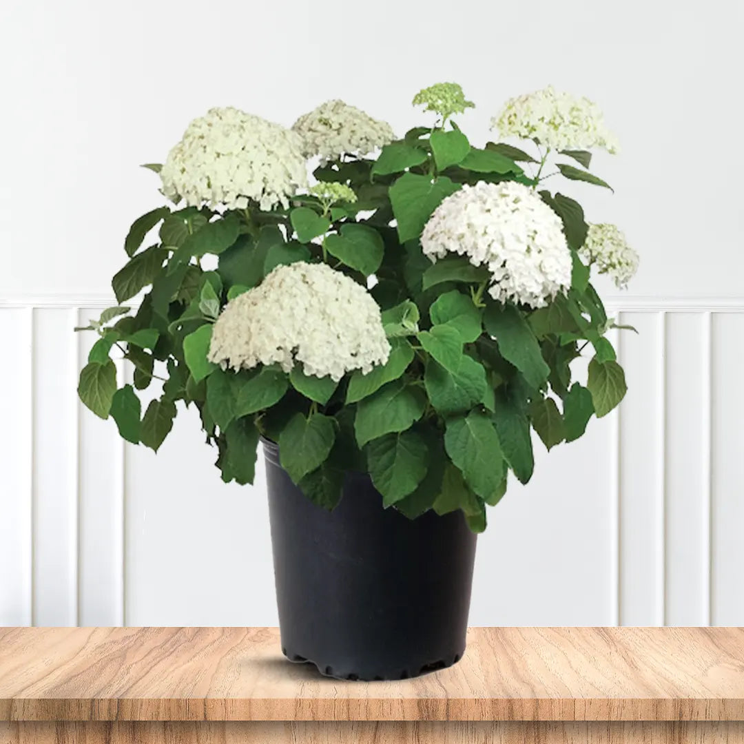 Potted Hydrangea Little Lime Punch ready for shipping from Pixies Gardens nursery