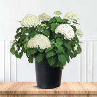Potted Hydrangea Little Lime Punch ready for shipping from Pixies Gardens nursery