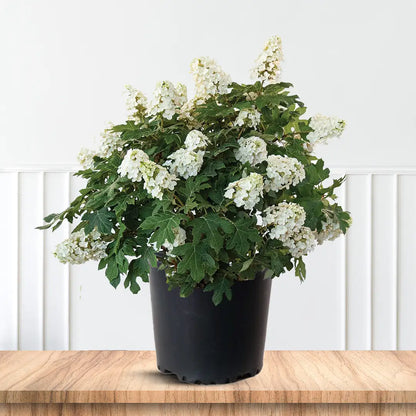 Snow Queen Oakleaf Hydrangea