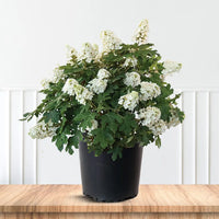 Snow Queen Oakleaf Hydrangea Plant Adding Elegant White Blooms to Gardens