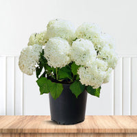 Annabelle Hydrangea plant in pot ready for shipping from Pixies Gardens online nursery