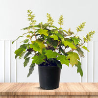 Sikes Dwarf Oakleaf Hydrangea with Upright White Blooms in Shady Gardens