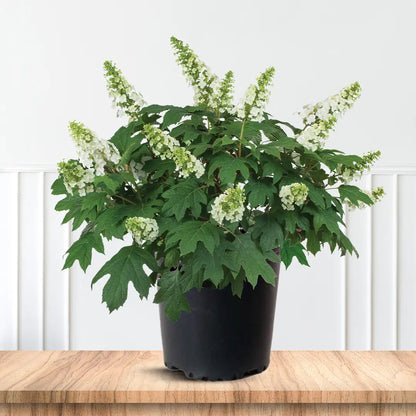 Ruby Slippers Oakleaf Hydrangea