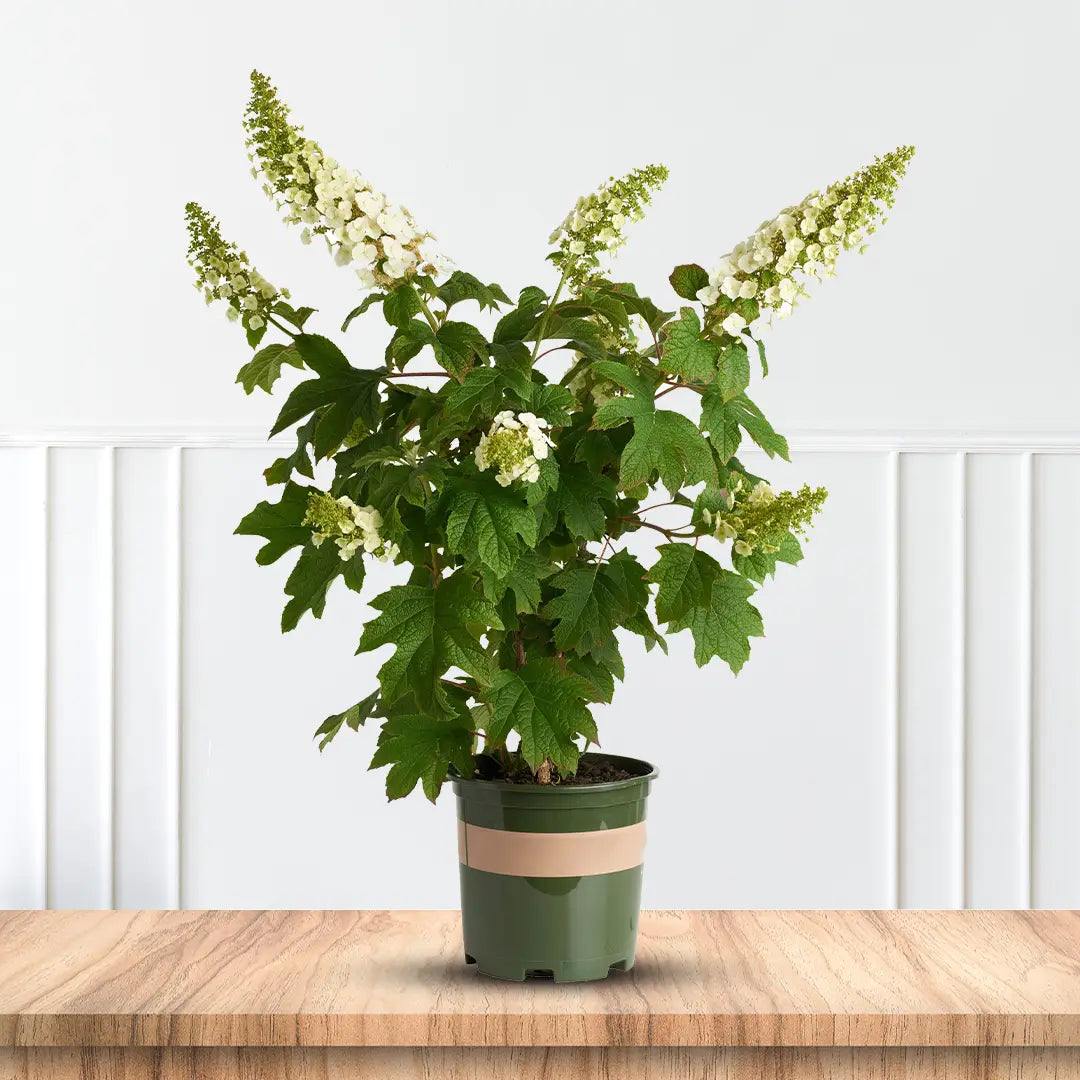 Alice Oakleaf Hydrangea