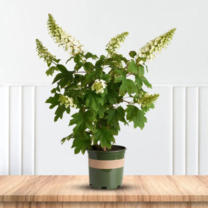 Alice Oakleaf Hydrangea