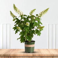 Alice Oakleaf Hydrangea Flower Clusters Adding Summer Color to Landscapes
