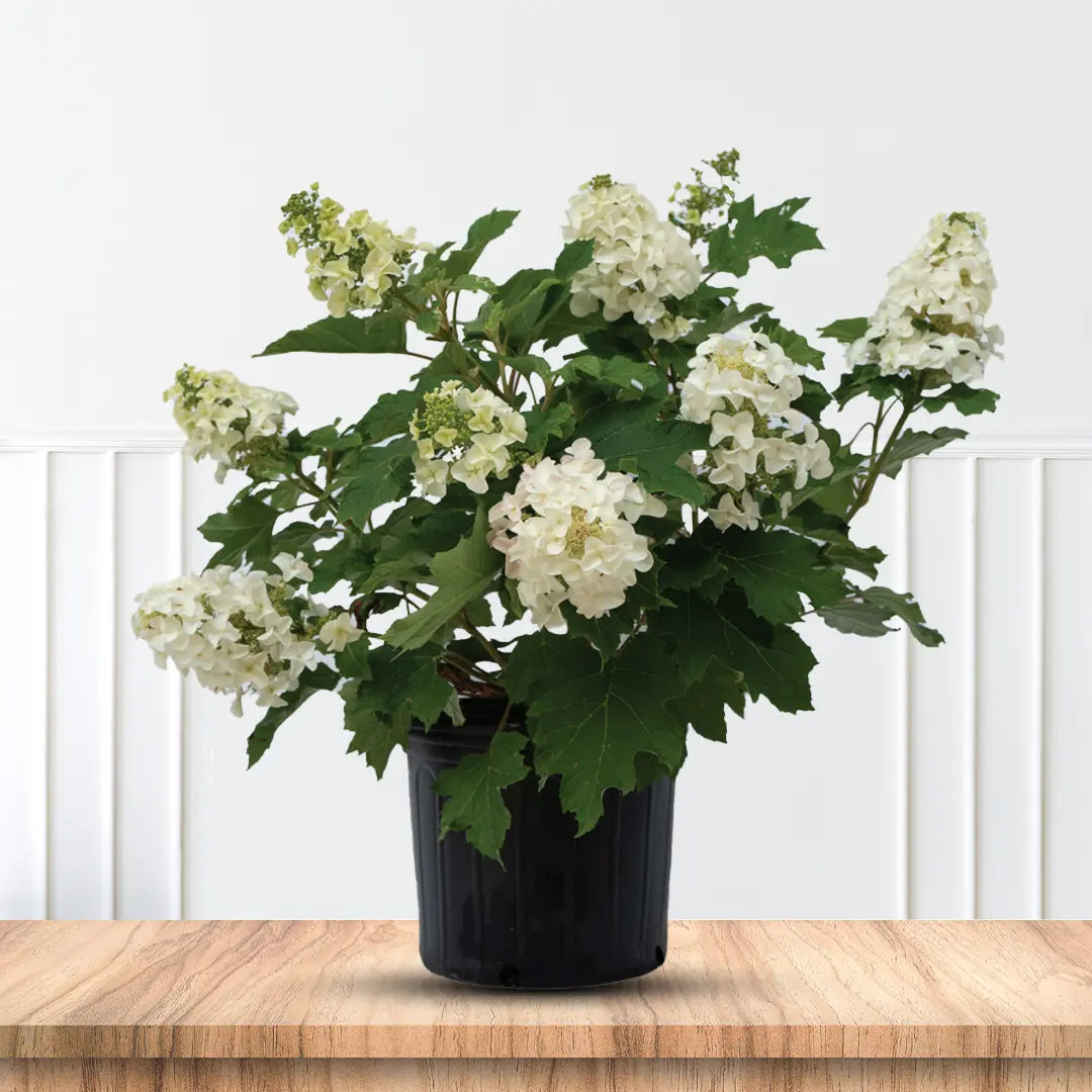 Oakleaf Hydrangea Bush for Sale Stunning White Flowering Shrub for Landscapes
