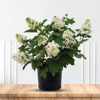 Oakleaf Hydrangea Bush with Large White Flower Clusters and Oak-Shaped Leaves