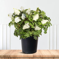 Ellen Huff Oakleaf Hydrangea Bush with White Flower Clusters and Large Leaves