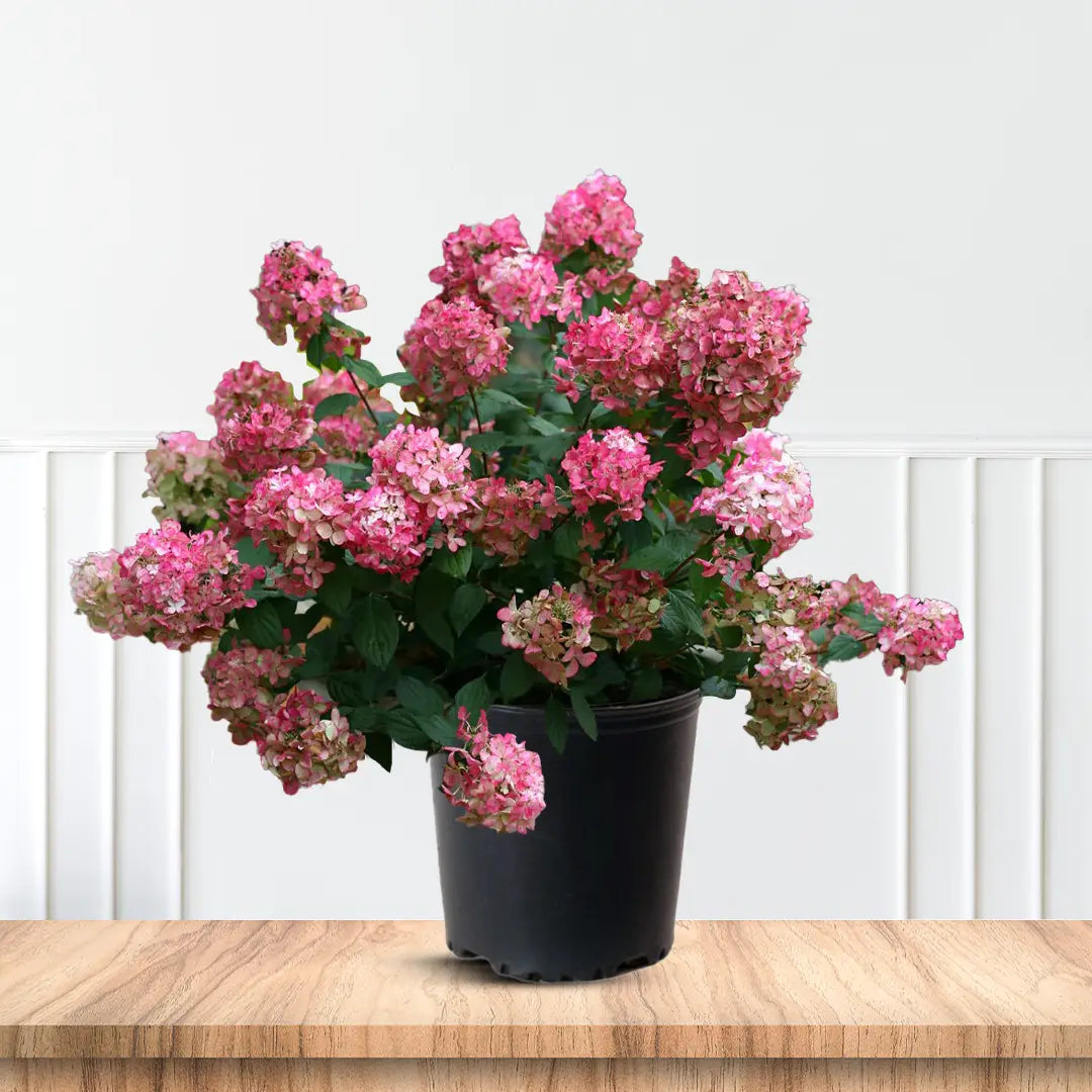 Fire Light Panicle Hydrangea