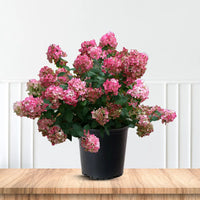 Fire Light Hydrangea Bush in Full Bloom