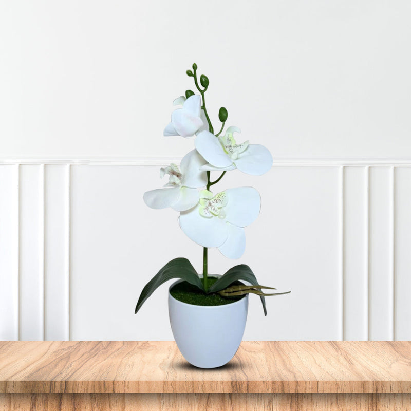 Gorgeous White Mini Orchid In Different Type of Pot - Artificial Plastic Pot
