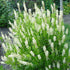 Clethra Summersweet Shrub Hummingbird with fragrant white summer flowers