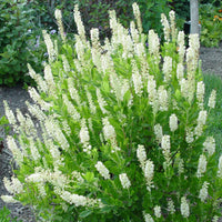Clethra Summersweet Shrub Hummingbird with fragrant white summer flowers