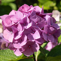 Penny Mac Hydrangea blooming with vibrant blue flowers