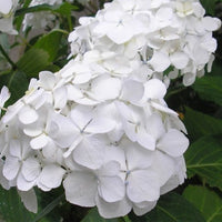 Close-up view of Sister Theresa Hydrangea flower petals