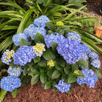Growing tips for Let’s Dance Blue Jangles Hydrangea